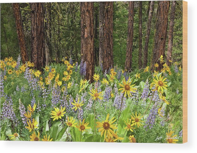 Arrowleaf Balsamroot Wood Print featuring the photograph Balsamroot and Lupine in a Ponderosa Pine Forest by Jeff Goulden