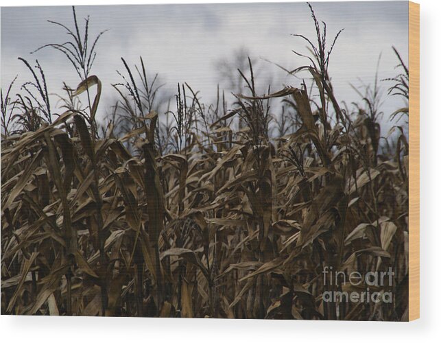 Corn Wood Print featuring the photograph Wind Blown by Linda Shafer