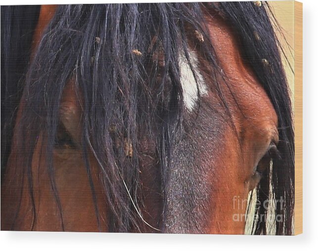 Wild Horse Wood Print featuring the photograph Windows to the Soul by Marty Fancy