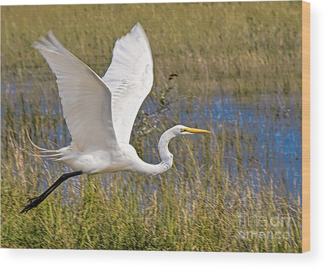 Birds In Flight Wood Print featuring the photograph Wings by Judy Kay