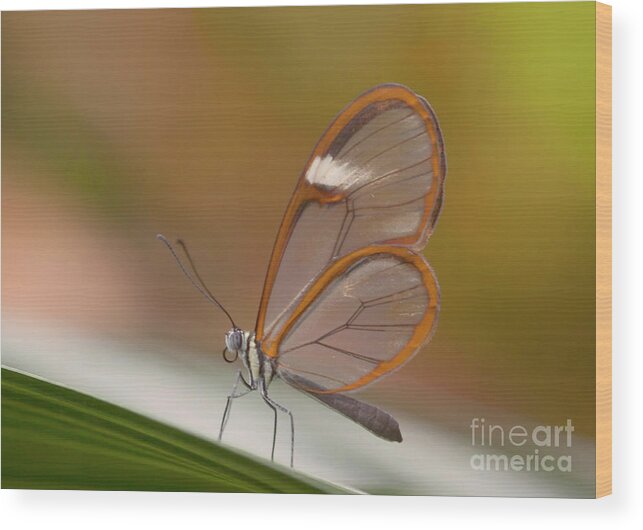Greta Oto Wood Print featuring the photograph Wings like windows by Ruth Jolly
