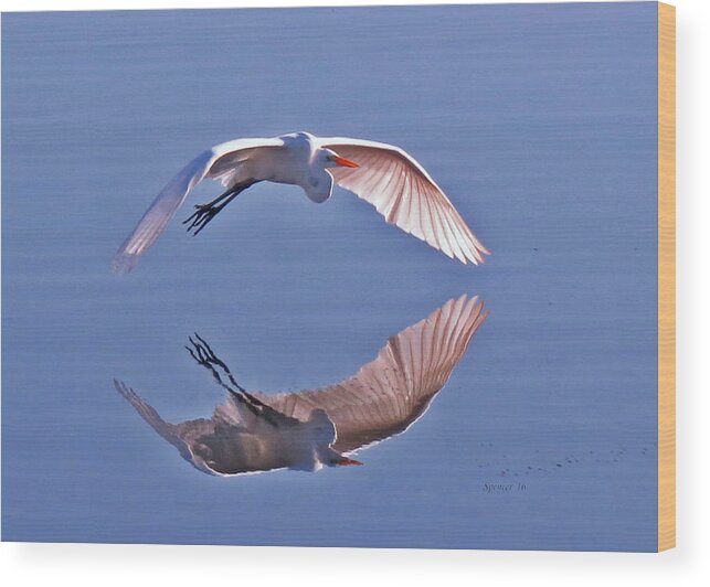Wildlife Wood Print featuring the photograph Wingtips by T Guy Spencer