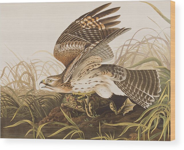 Winter Hawk Wood Print featuring the painting Winter Hawk by John James Audubon