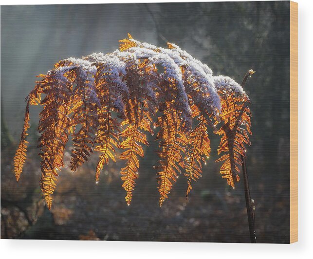 Leaf Wood Print featuring the photograph Winter woods by Shirley Mitchell