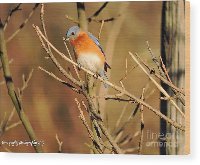 Bluebird Wood Print featuring the photograph Winter's Bluebird by Tami Quigley