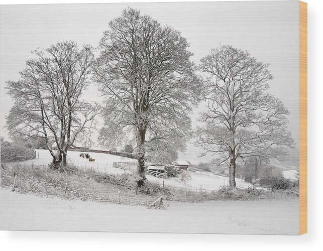 Devon Wood Print featuring the photograph Wintery scene by Pete Hemington