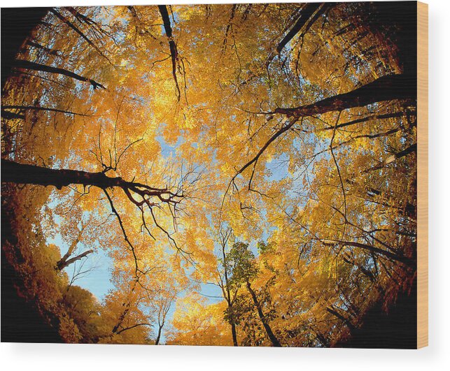 Wisconsin Wood Print featuring the photograph Wisconsin Canopy by Todd Klassy