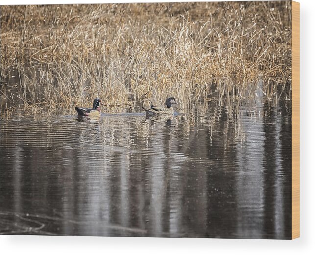Drake Wood Duck Wood Print featuring the photograph Wood Ducks 2016-1 by Thomas Young