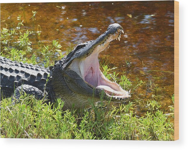 Alligator Wood Print featuring the photograph Yawning by Jim Bennight