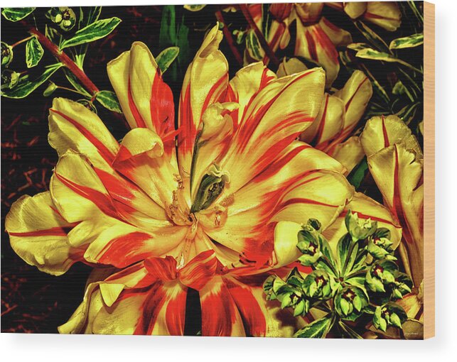 Tulip Wood Print featuring the photograph Yellow And Red Tulip 003 by George Bostian