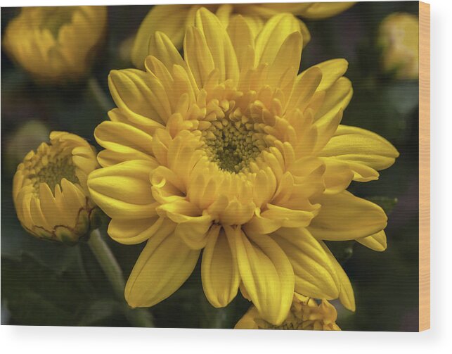 Flower Wood Print featuring the photograph Yellow chrysanthemum flower by Tim Abeln