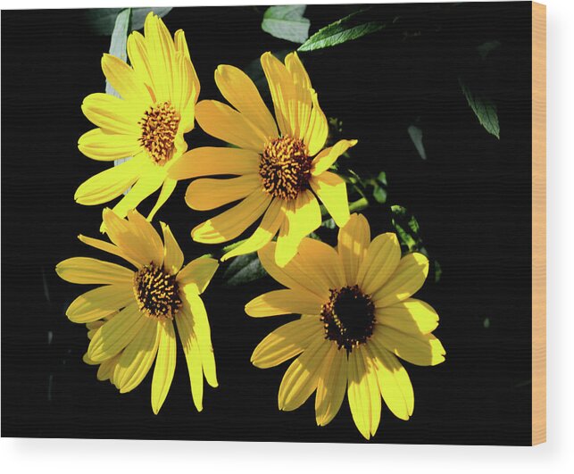 Nature Wood Print featuring the photograph Yellow Dasies by Bradley Dever