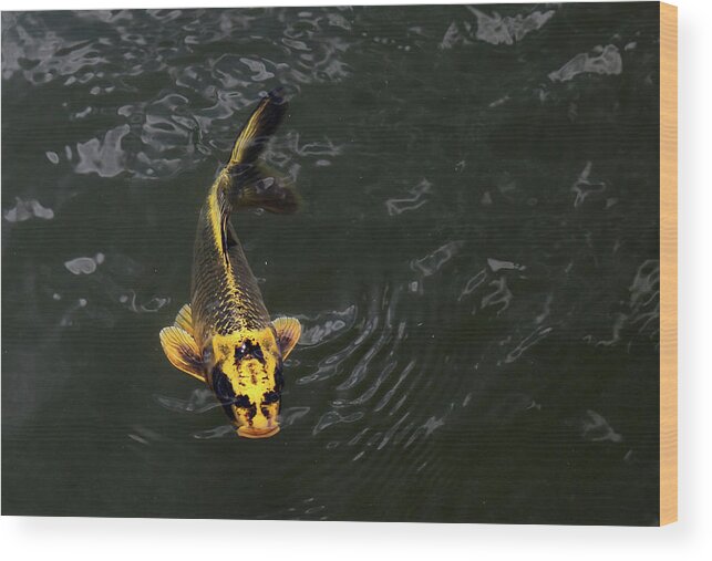 Koi Wood Print featuring the photograph Yellow Koi 5 by Mary Bedy
