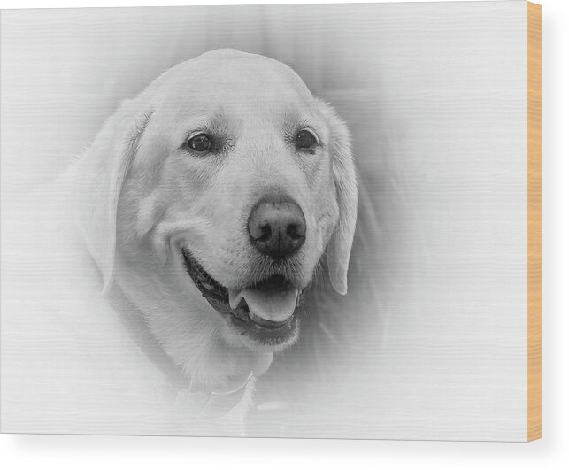 Labrador Wood Print featuring the photograph Yellow Labrador by Allin Sorenson
