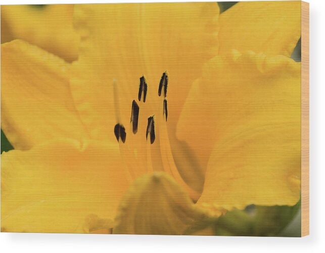 Lily Wood Print featuring the photograph Yellow Lily by Betty LaRue