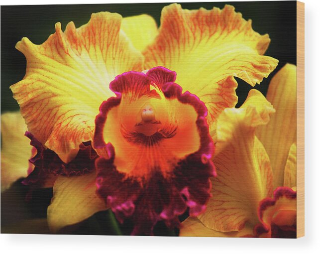 Hawaii Wood Print featuring the photograph Yellow-Purple Orchid by Anthony Jones