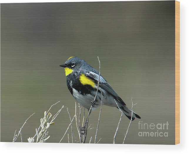 Yellow-rumped Warbler Wood Print featuring the photograph Yellow-Rumped Warbler by Michael Dawson