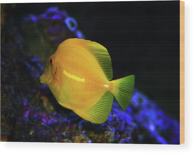 Yellow Tang Wood Print featuring the photograph Yellow Tang by Anthony Jones