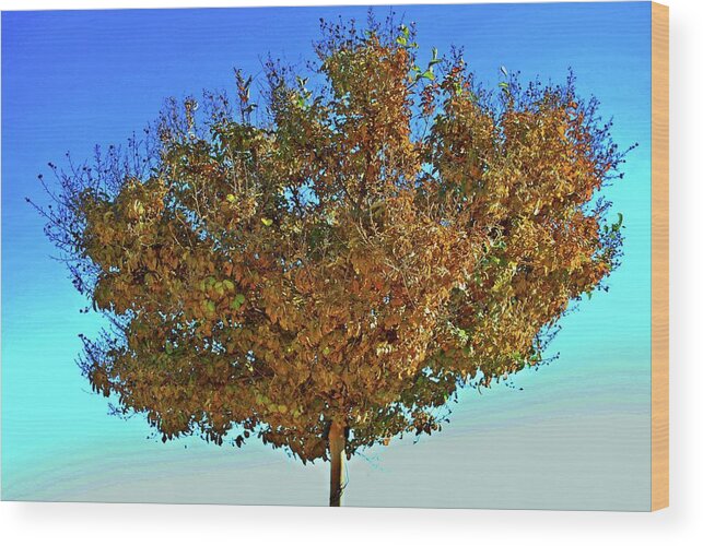Tree Wood Print featuring the photograph Yellow Tree Blue Sky by Matt Quest