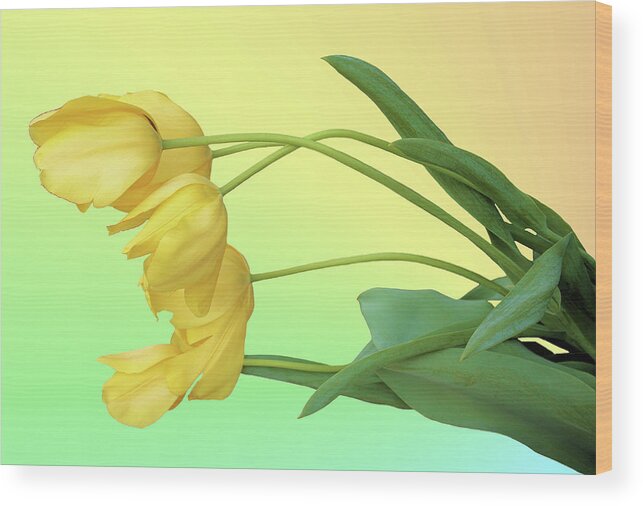 Tulip Wood Print featuring the photograph Yellow Tulip Pastel by Kristin Elmquist