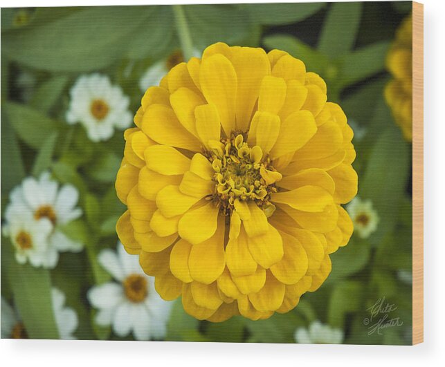 Flower Wood Print featuring the photograph YellowOrange by Chita Hunter