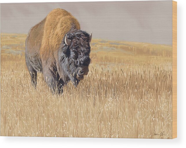 Bison Wood Print featuring the digital art Yellowstone King by Aaron Blaise