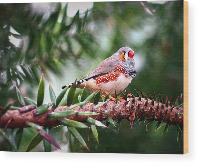 Bird Wood Print featuring the photograph Zebra Finch by Cameron Wood