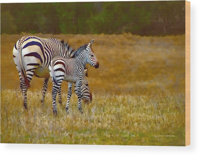 Zebra Wood Print featuring the photograph Zebra Mom and Foal by Dyle  Warren
