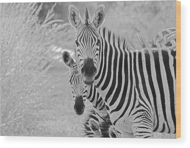 Nature Wood Print featuring the photograph Zebras #1 by Patrick Kain
