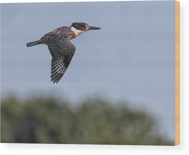 Belted Kingfisher Wood Print featuring the photograph Zoom by Art Cole