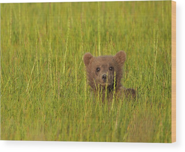 Brown Bear Wood Print featuring the photograph A Brown Bear Cub In The Long Grass In #1 by Mint Images - Art Wolfe