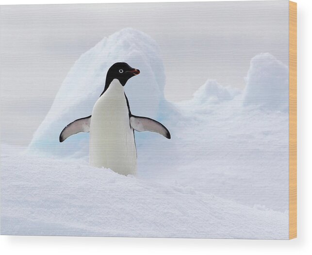 Extreme Terrain Wood Print featuring the photograph Adelie Penguin On Ice Floe In The #1 by Cultura Rf/brett Phibbs