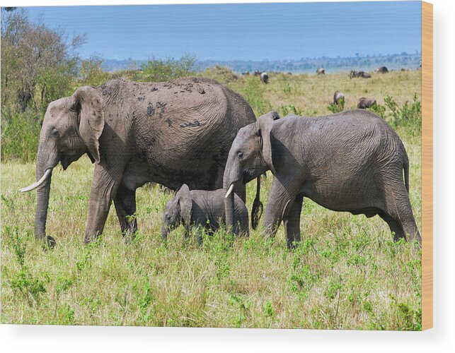 Kenya Wood Print featuring the photograph African Elephants, Masai Mara , Kenya #1 by Nico Tondini