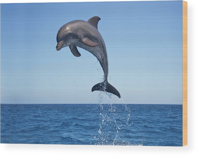 Animal Themes Wood Print featuring the photograph Bottle Nosed Dolphin Jumping #1 by Mike Hill
