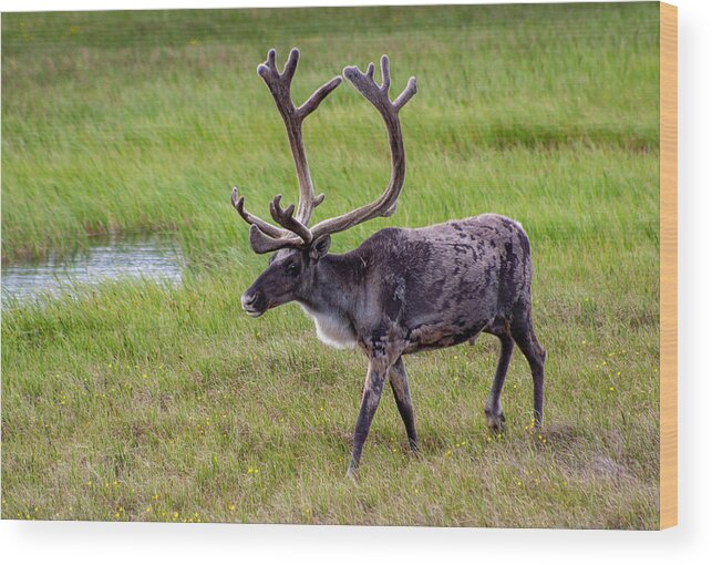 Caribou Wood Print featuring the photograph Caribou Buck #1 by Anthony Jones