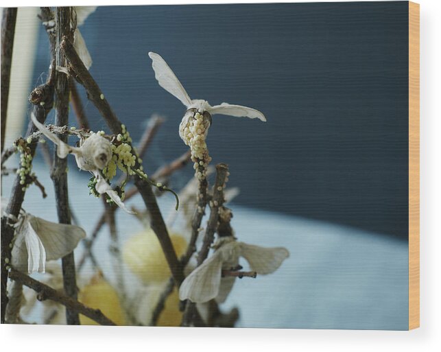 Close-up Wood Print featuring the photograph Close-up Of Silkworm Butterflies Laying Eggs On The Branches Of A Plant. Nature Concept #1 by Cavan Images