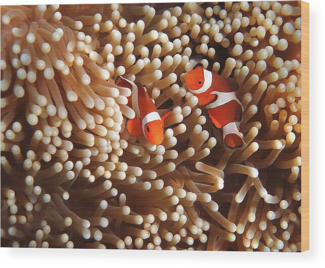 Underwater Wood Print featuring the photograph Clownfish In Coral Garden - Southeast #1 by Fototrav