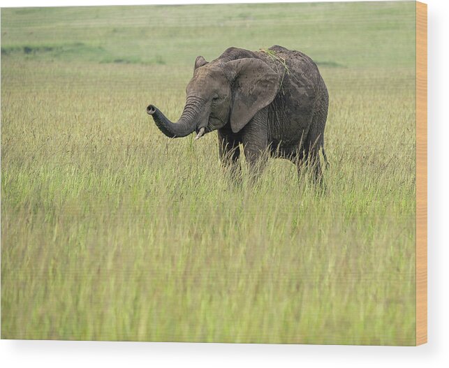 Elephant Wood Print featuring the photograph Elephant #1 by Roni Chastain