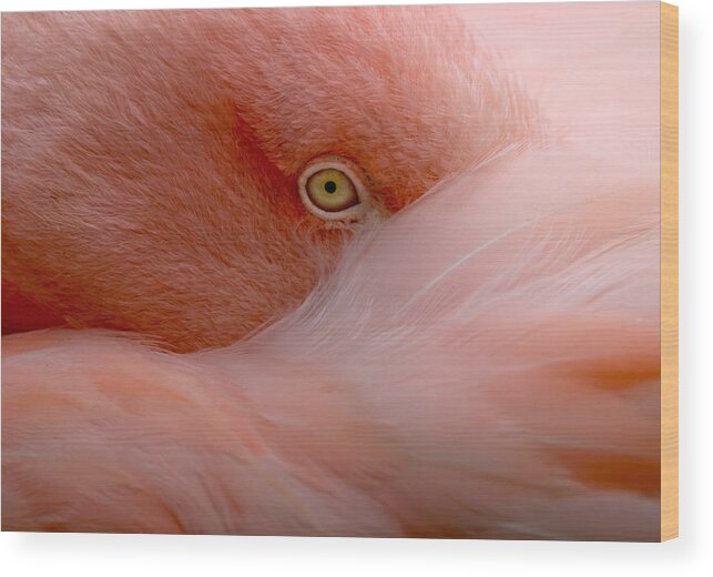 Flamingo Wood Print featuring the photograph Eye Contact #1 by Robin Wechsler