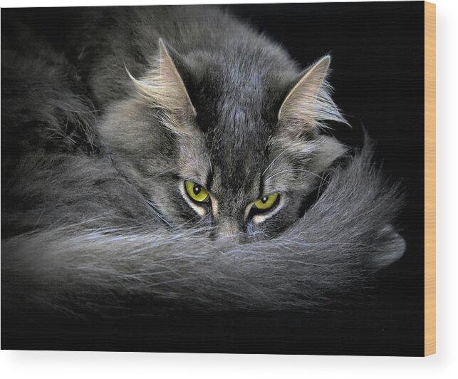 Fine Art Green Eye Cats. Fine Art Green Eye Cat Greeting Cards. Fine Art Green Eye Cat Canvas Print. Cat With Green Eyes. Close Up Pictures Of Cats Close Up Cat With Green Eyes. Close Up Cat Greeting Cards. Mixed Media. Mixed Media Green Eye Cats. Mixed Media Digital Cat Photography. Pure Bread Cats. Pure Bread Cats. Main Coon Cats. Wood Print featuring the pyrography I am Watching you #2 by James Steele