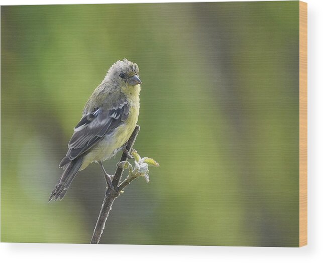 Lesser Goldfinch Wood Print featuring the photograph Lemon Lime #1 by Fraida Gutovich