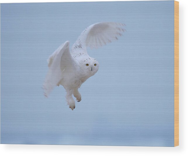 Nature Wood Print featuring the photograph Male Snowy Owls In Flight #1 by Johnny Chen