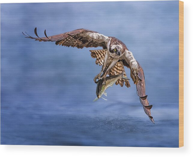 Osprey Wood Print featuring the photograph Osprey #1 by Tao Huang