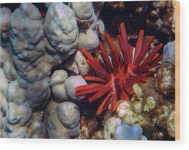 Urchin Wood Print featuring the photograph Red Pencil Urchin #1 by Anthony Jones