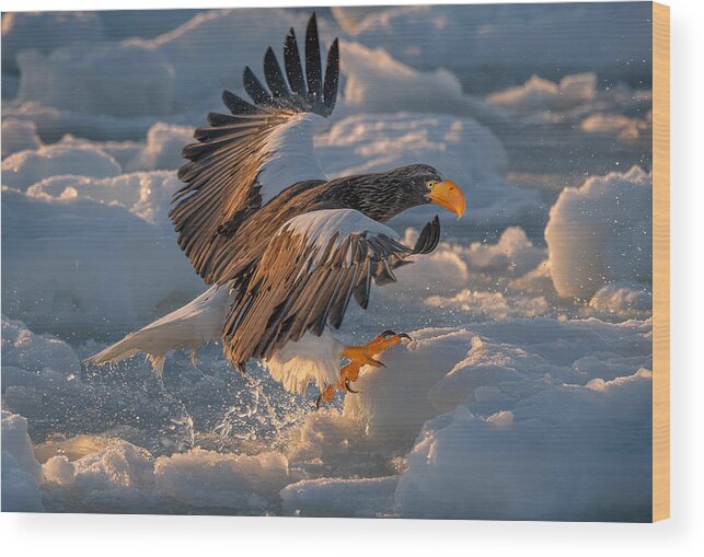 Eagle Wood Print featuring the photograph Steller's Sea Eagle #1 by Yy Db