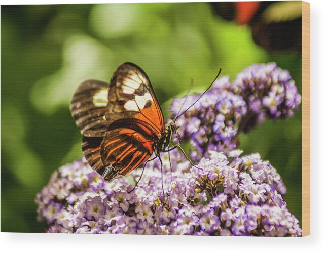 Butterfly Wood Print featuring the photograph Tiger Longwing Butterfly #1 by Donald Pash