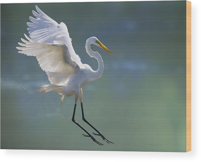 Egret Wood Print featuring the photograph #19 by Mountain Cloud