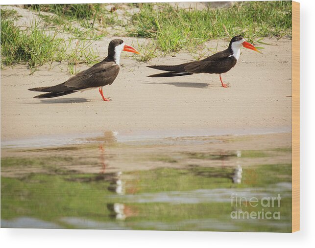 Africa Wood Print featuring the photograph Birds #2 by Timothy Hacker