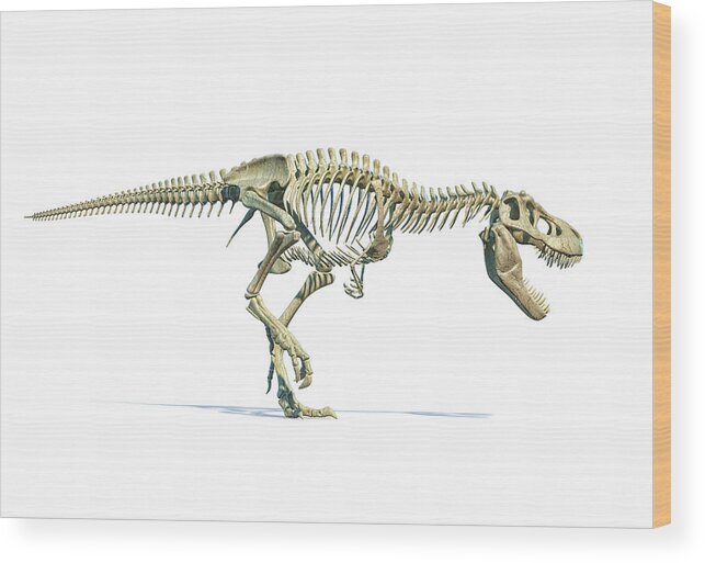 Skeleton Wood Print featuring the photograph Full Skeleton 3d Rendering #2 by Leonello Calvetti