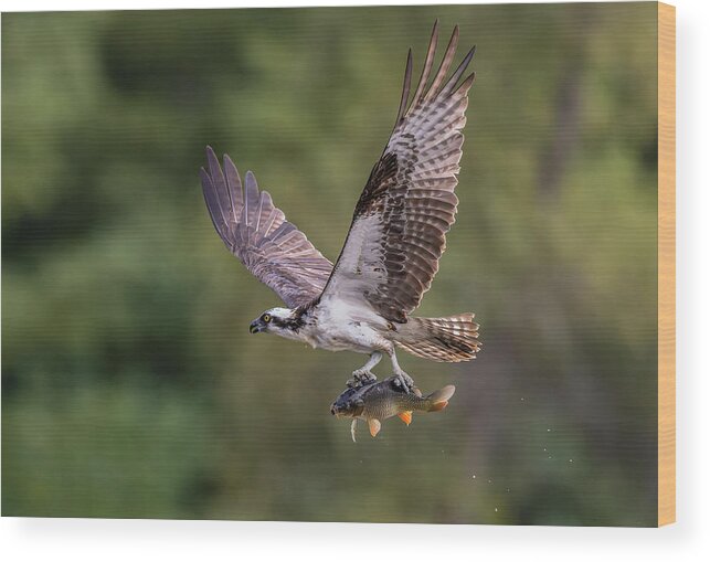 Osprey
Catch
Fish
Fly
Flying
Summer
Bird
Wing Spread Wood Print featuring the photograph Osprey With Catch #2 by Donald Luo